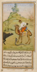 Der Kamelreiter, Illustration aus 