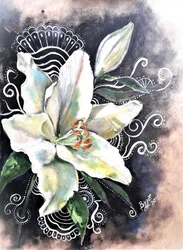 Elegante Weiße Lilienblüte