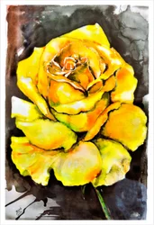 Vibrante gelbe Rose