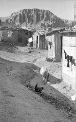 Crotone - Tiere unter den Ställen
