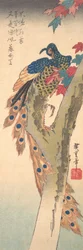 Ein Pfau auf einem Ahornbaum, ca. 1833.