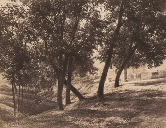 Bäume, um 1855