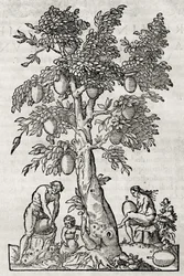 Brotfruchtbaum, Gravur von Andre Thevet