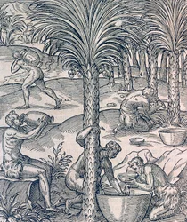 Einwohner von Kap Verde stellen Getränke aus Palmen her, Gravur aus der Universal Cosmology, von Andre Thevet