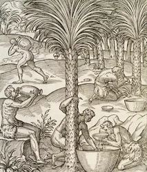 Einwohner von Kap Verde stellen Getränke aus Palmen her, Gravur aus der Universal Cosmology, von Andre Thevet