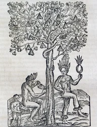 Nana-Frucht, tropische Heilpflanze, Gravur aus Universal Cosmology, von Andre Thevet, Paris