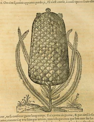 Ananas, Gravur von Andre Thevet