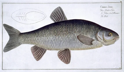Döbel (Cyprinus Jeses) Tafel VI aus 
