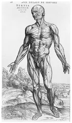 Anatomische Studie, Illustration aus „De Humani Corporis Fabrica“ von Andreas Vesalius (1514-64), Basel, 1543