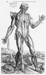 Anatomische Studie, Illustration aus „De Humani Corporis Fabrica“ von Andreas Vesalius (1514-64), Basel, 1543