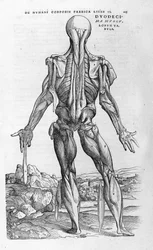 Andreas Vesalius (1514-1564), Arzt Karls V. „Humani corporis fabrica libri septem“, Basel 1543