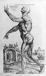 Andreas Vesalius (1514-1564), Leibarzt Karls V. „Humani corporis fabrica libri septem“, Basel 1543.