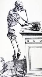 Menschliches Gerippe mit Totenkopf in der Hand. Aus „De Humani Corporis Fabrica“ von Vesalius. Möglicher Holzschneider: Jan von Calcar