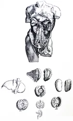 Die Tafeln aus dem fünften Buch der De Humani Corporis Fabrica