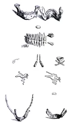 Die Tafeln aus dem ersten Buch der De Humani Corporis Fabrica