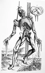 Die Tafeln aus dem zweiten Buch von De Humani Corporis Fabrica
