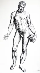 Die Platten aus dem siebten Buch der De Humani Corporis Fabrica