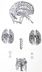 Die Tafeln aus dem dritten Buch der De Humani Corporis Fabrica