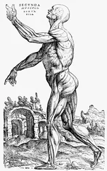 Die zweite Platte der Muskeln, aus Buch II von De humani corporis fabrica, 1543