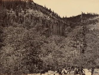 Tafel 19. Unter den Bäumen am Kopf des Little Laramie River, 1869