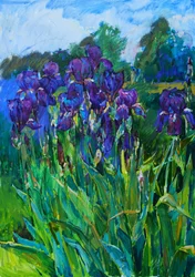 Lila Irisgarten