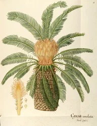 Sagopalme (Cycas revoluta Thunb), Cycadaceae von Angela Rossi Bottione