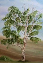 Australischer Eukalyptusbaum