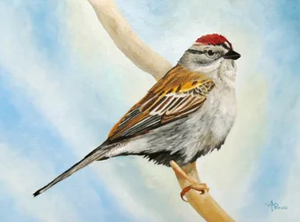 Spatz auf Ast