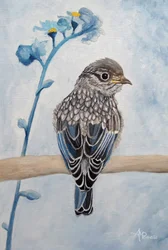 Sanftes Blaukehlchen-Küken