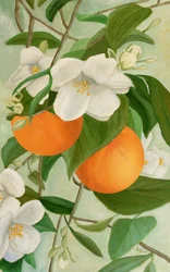 Orangenblütenzweig