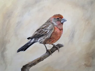 Hausfink auf Ast