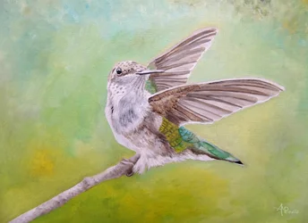 Kolibri mit ausgebreiteten Flügeln