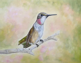Rubinkolibri auf Ast