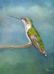 Lebendiger Kolibri auf der Stange