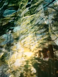 Träumerisches Waldlicht