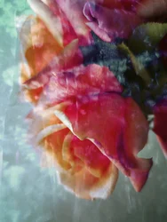 Träumerische rosa Rosen