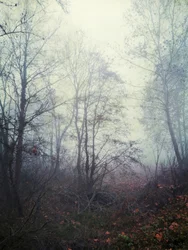 Ätherischer Waldnebel