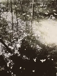 Ätherisches Waldlicht