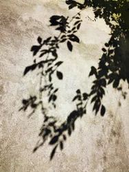Sonnenbeschienene Blätterschatten