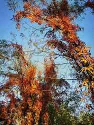 Lebendiges Herbstlaub