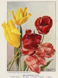 Mai-blühende Tulpen
