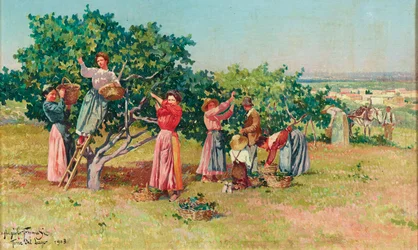Ernte in der Toskana
