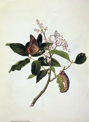 Schmetterling und Raupe auf einer Pflanze