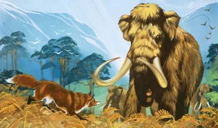 Fuchs greift Mammut an