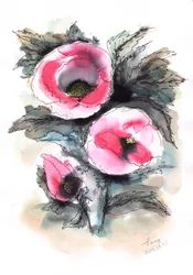 Lebendige rosa Mohnblumen