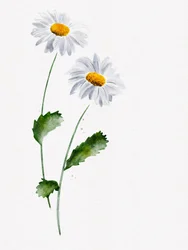 Zarte Gänseblümchenblüten