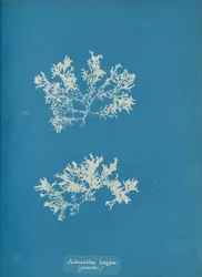 Achnanthes longipes, parasitisch, ca. 1853