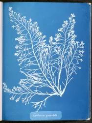 Cystoseira granulata, aus "Photographs of British Algae: Cyanotype Impressions", veröffentlicht 1843-53