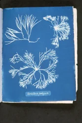 Furcelleria fastigiata, aus 