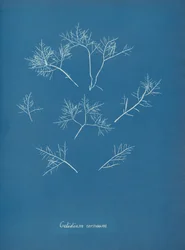 Gelidium corneum, ca. 1853